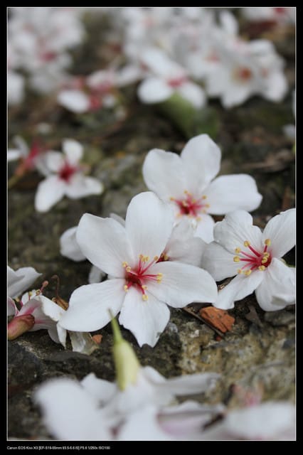 《遊記—新竹》獅頭山遊客服務中心賞桐花