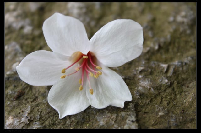 《遊記—新竹》獅頭山遊客服務中心賞桐花