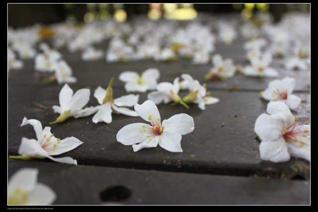 《遊記—新竹》獅頭山遊客服務中心賞桐花
