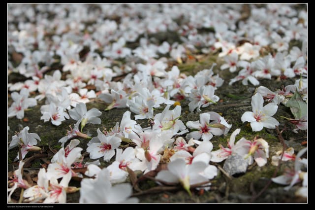 《遊記—新竹》獅頭山遊客服務中心賞桐花