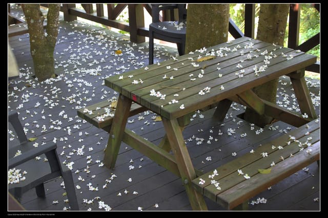 《遊記—新竹》獅頭山遊客服務中心賞桐花