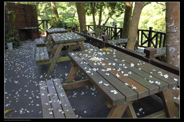 《遊記—新竹》獅頭山遊客服務中心賞桐花