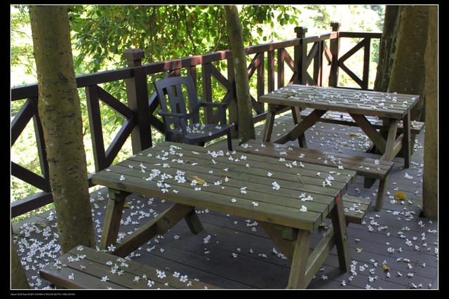 《遊記—新竹》獅頭山遊客服務中心賞桐花