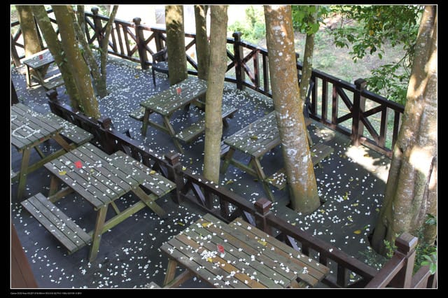 《遊記—新竹》獅頭山遊客服務中心賞桐花