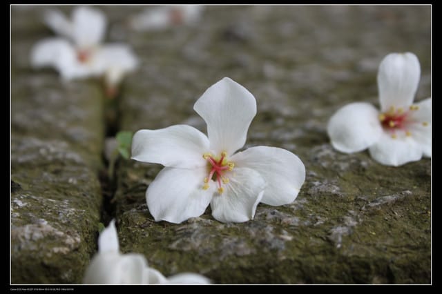 《遊記—新竹》獅頭山遊客服務中心賞桐花