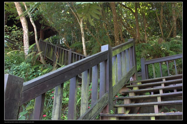 《遊記—新竹》獅頭山遊客服務中心賞桐花