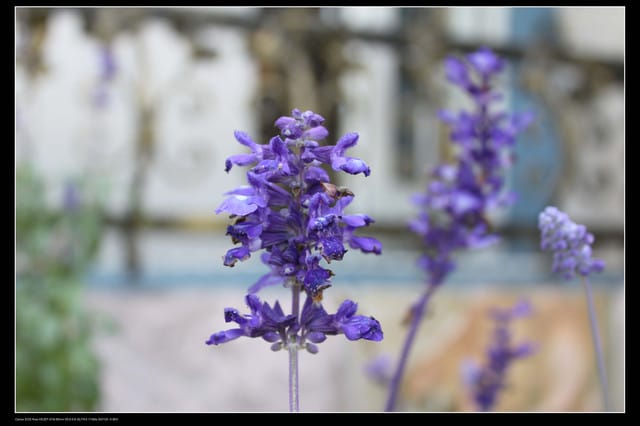 《食記—新竹》關西青境花墅咖啡、美食