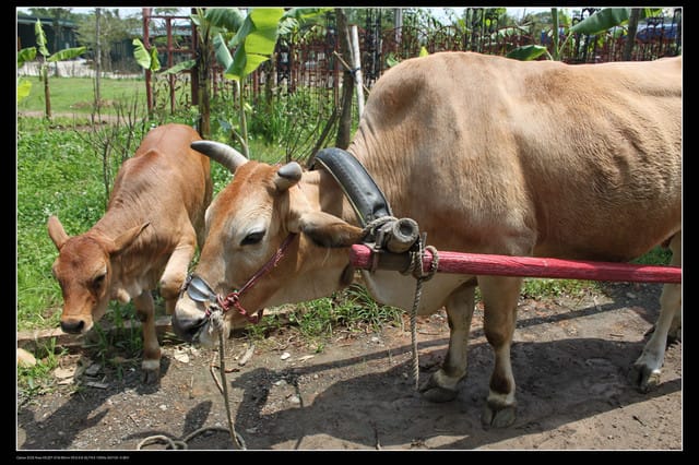 《遊記—龍潭》老貝殼休閒農場