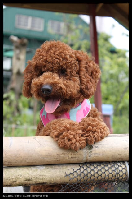 《遊記—龍潭》老貝殼休閒農場