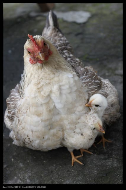 《食記—龍潭》老頭擺客家菜～剛剛吃的土雞在屋頂上？！