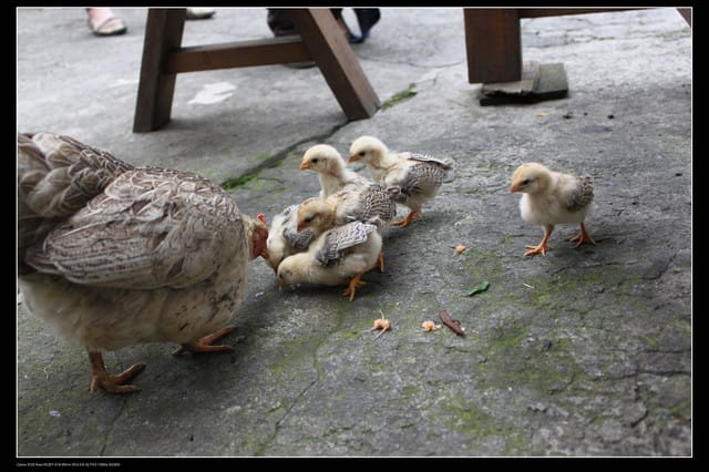 《食記—龍潭》老頭擺客家菜～剛剛吃的土雞在屋頂上？！
