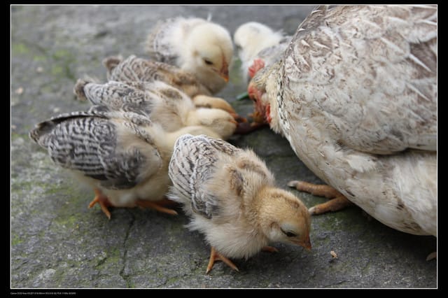 《食記—龍潭》老頭擺客家菜～剛剛吃的土雞在屋頂上？！