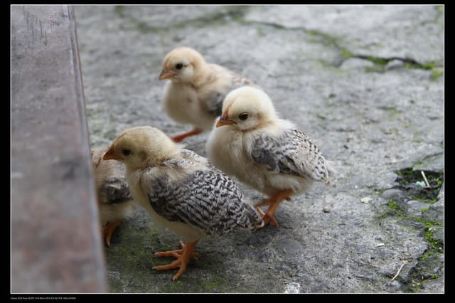 《食記—龍潭》老頭擺客家菜～剛剛吃的土雞在屋頂上？！