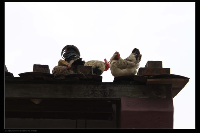 《食記—龍潭》老頭擺客家菜～剛剛吃的土雞在屋頂上？！
