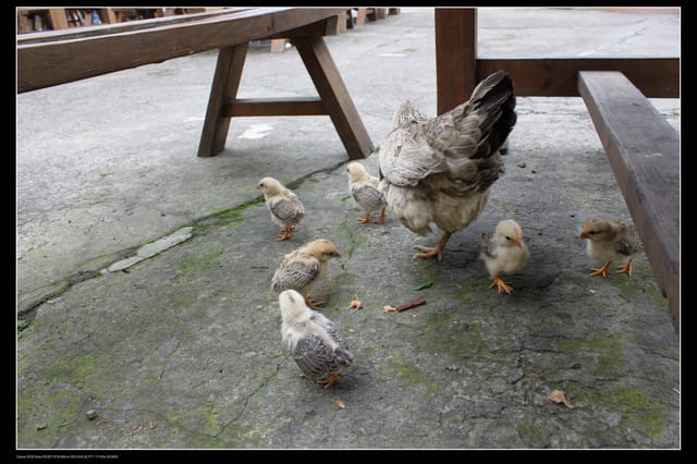 《食記—龍潭》老頭擺客家菜～剛剛吃的土雞在屋頂上？！