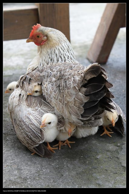 《食記—龍潭》老頭擺客家菜～剛剛吃的土雞在屋頂上？！