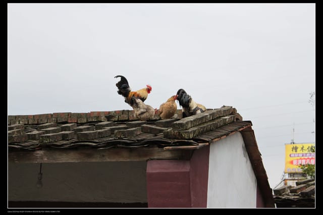 《食記—龍潭》老頭擺客家菜～剛剛吃的土雞在屋頂上？！