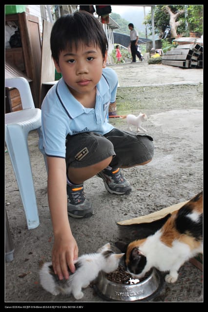 《遊記—基隆》探訪侯硐貓村