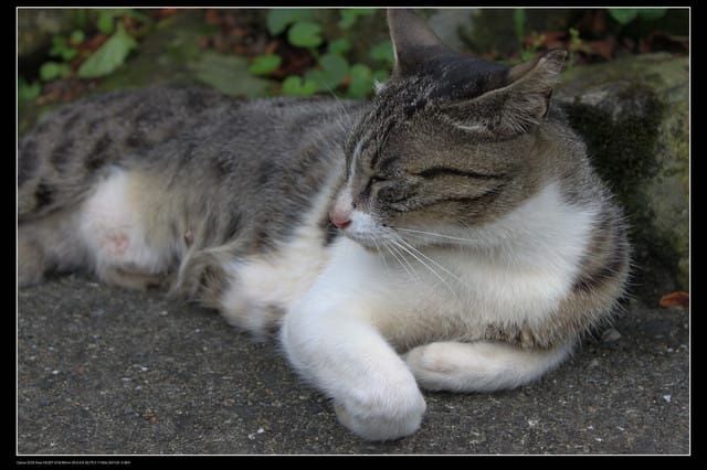 《遊記—基隆》探訪侯硐貓村