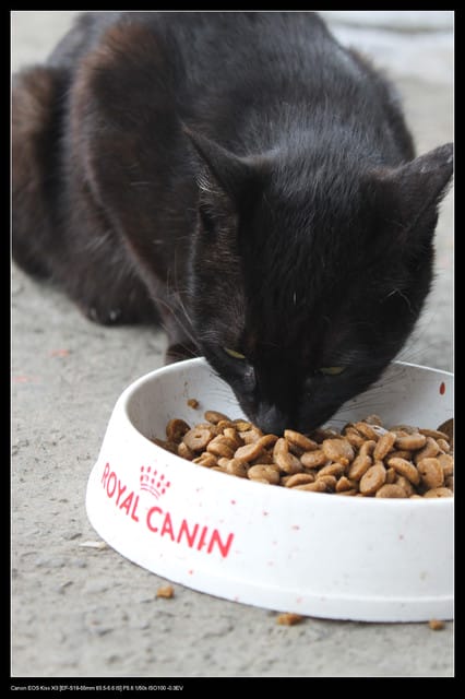 《遊記—基隆》探訪侯硐貓村