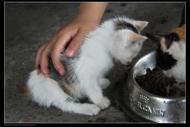 《遊記—基隆》探訪侯硐貓村