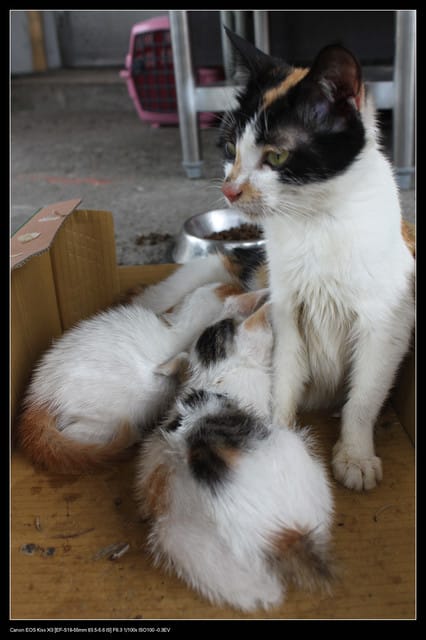 《遊記—基隆》探訪侯硐貓村