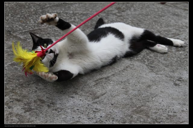 《遊記—基隆》探訪侯硐貓村