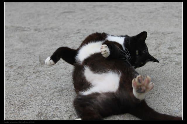 《遊記—基隆》探訪侯硐貓村