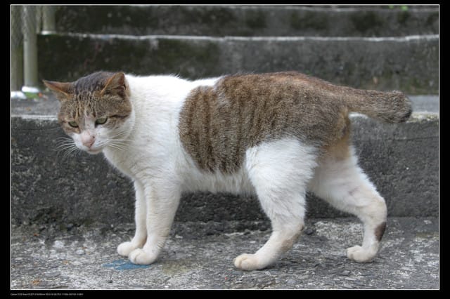 《遊記—基隆》探訪侯硐貓村