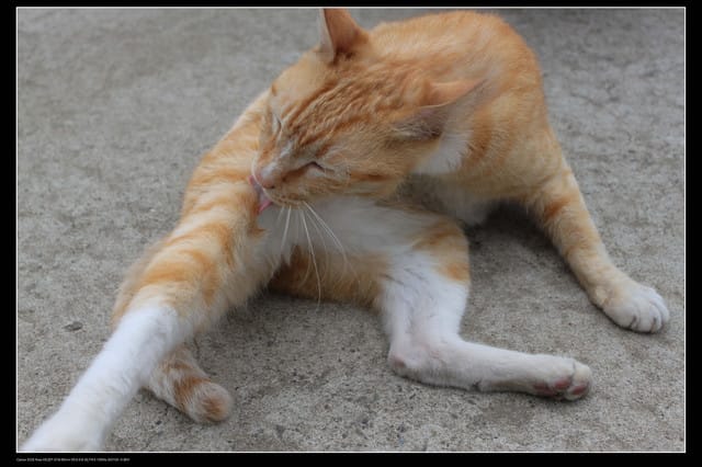 《遊記—基隆》探訪侯硐貓村