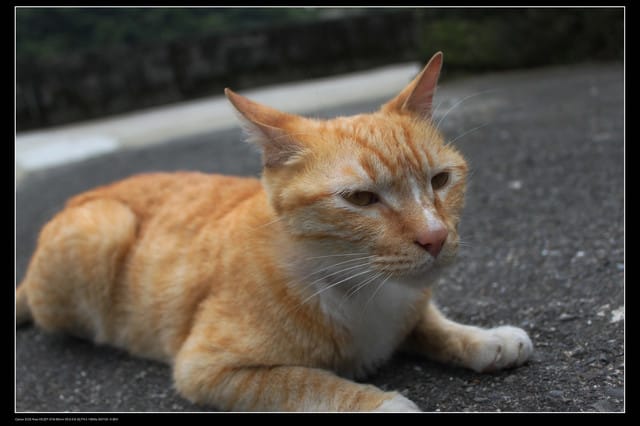 《遊記—基隆》探訪侯硐貓村