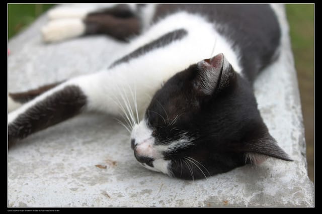 《遊記—基隆》探訪侯硐貓村