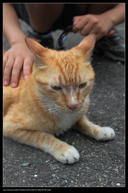 《遊記—基隆》探訪侯硐貓村