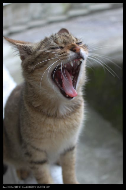 《遊記—基隆》探訪侯硐貓村