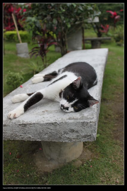 《遊記—基隆》探訪侯硐貓村