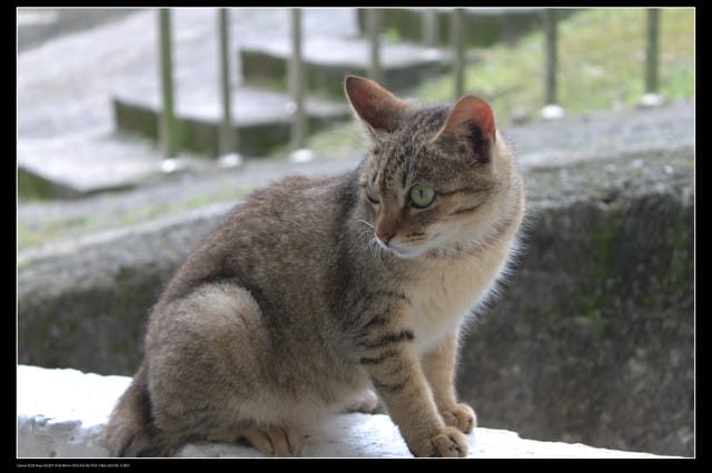 《遊記—基隆》探訪侯硐貓村