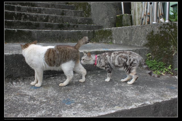 《遊記—基隆》探訪侯硐貓村