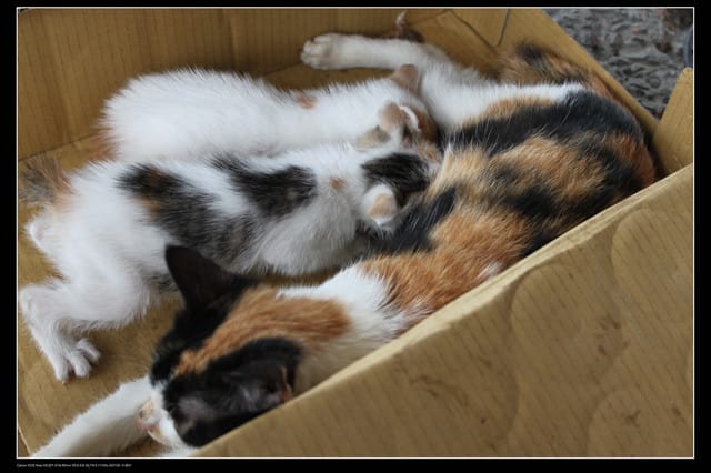 《遊記—基隆》探訪侯硐貓村