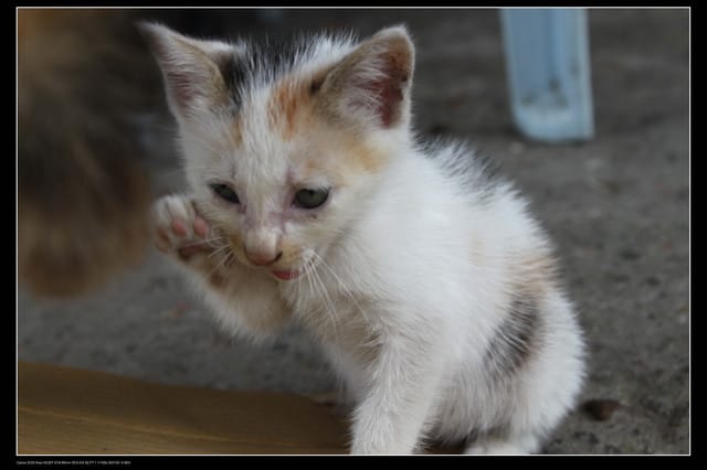 《遊記—基隆》探訪侯硐貓村