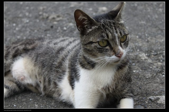 《遊記—基隆》探訪侯硐貓村