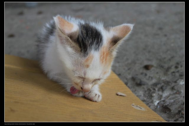 《遊記—基隆》探訪侯硐貓村