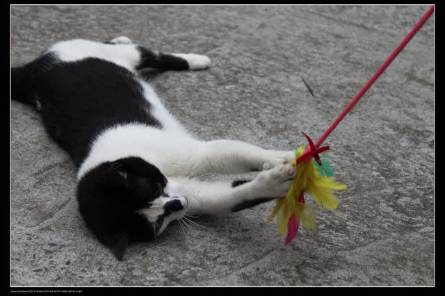 《遊記—基隆》探訪侯硐貓村