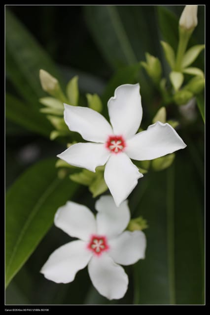 《遊記—台北》2010福隆沙雕藝術季