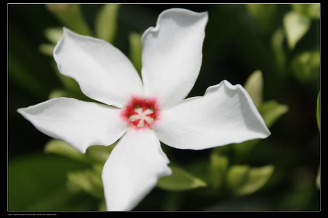 《遊記—台北》2010福隆沙雕藝術季