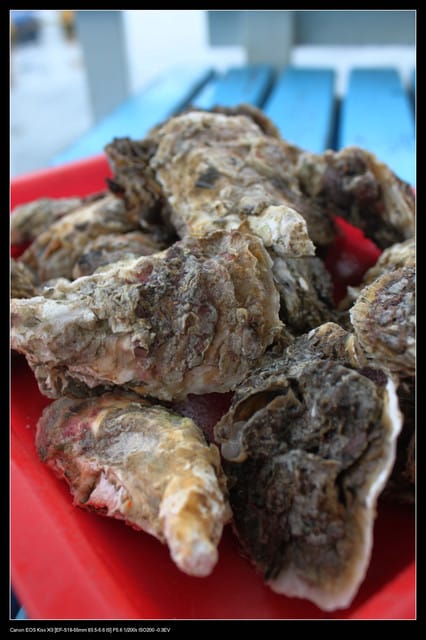 《遊記—澎湖》菊島行DAY-1【菜園海洋牧場】