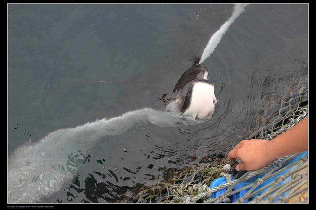《遊記—澎湖》菊島行DAY-1【菜園海洋牧場】