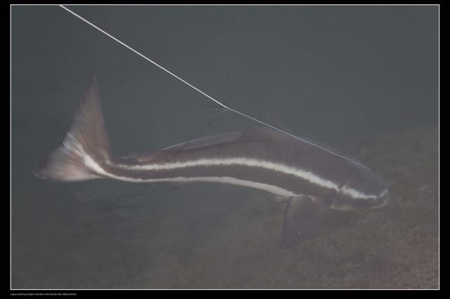 《遊記—澎湖》菊島行DAY-1【菜園海洋牧場】