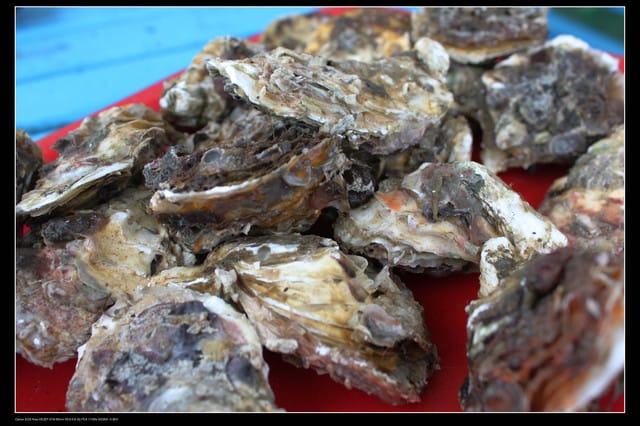 《遊記—澎湖》菊島行DAY-1【菜園海洋牧場】