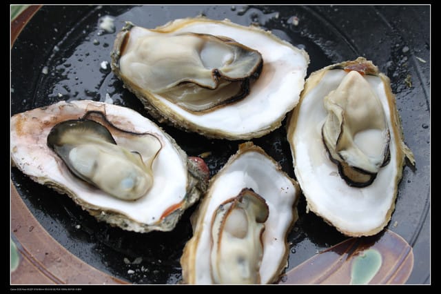 《遊記—澎湖》菊島行DAY-1【菜園海洋牧場】