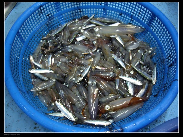 《遊記—澎湖》菊島行DAY-1【夜釣小管】 - 第16張圖 《遊記—澎湖》菊島行DAY-1【夜釣小管】